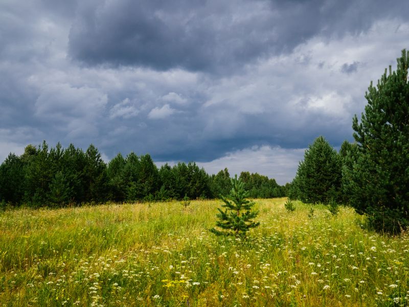 Vegetation and Tree Density
