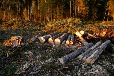 Clear Land for Logging!